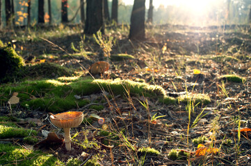 mushroom in autumn forest