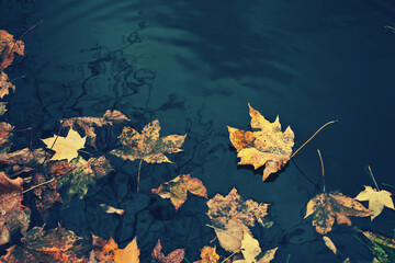 autumn leaves on the water