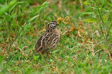 Oval camouflage bird with back chest standing on grass in its habitat spot, Rain or black-breasted...