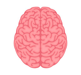 Vector illustration of human brain ( View from above )