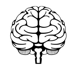 Vector illustration of human brain ( front view)