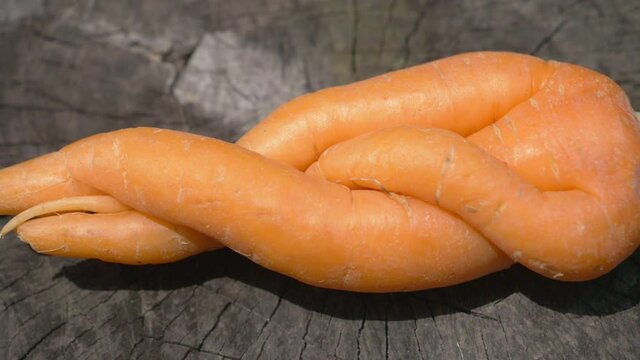 Figured carrots on the old stump. A deformed vegetable.