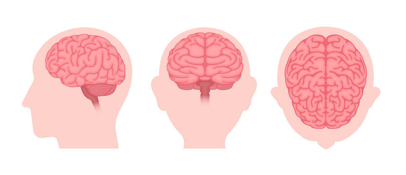 Vector illustration of human brain ( 3 angles set )