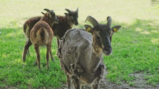 Goats, farm animals on sunny day. Farm animals family friendly animal park.
