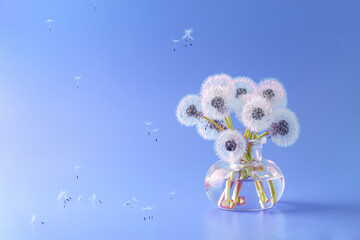 Dandelions in a glass vase on a purple background