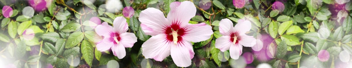 Centered pink hibiscus flowers on natural background with bokeh effect © Josip