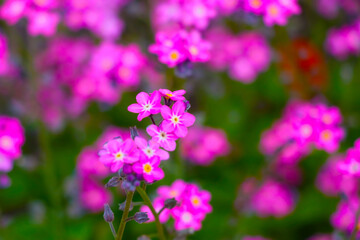 Beautiful blooming pink perennial flowers in the garden.