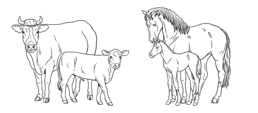 Mare with the foal and cow with the calf. Coloring page with domestic animals. Digital drawing with horse. Template for children to paint.