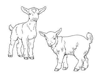 Goatling. Coloring page with domestic animals. Digital drawing with goat. Template for children to paint.
