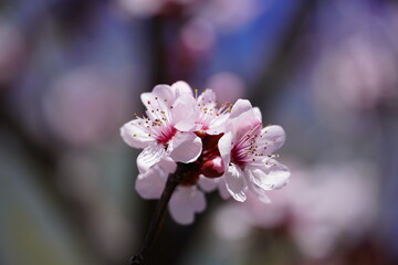 pink blossom