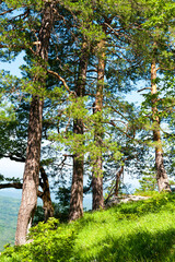 Pine trees in the Caucasus mountains on the top of the mountain