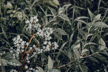 Fresh organic blueberries on the bushes. Summer background.
Ripe blueberries on a branch on a blueberry field farm.