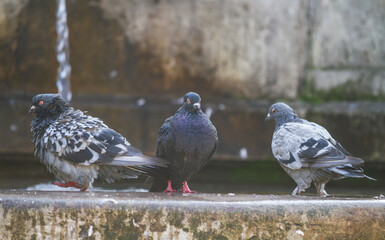 Pigeons near the fountain on a hot summer day