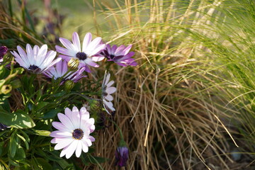 flowers in the garden