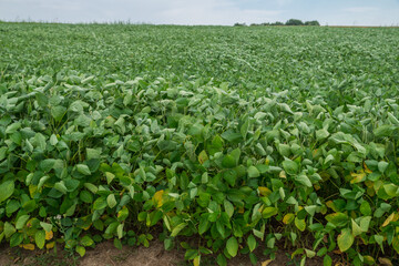 Fototapeta na wymiar Agriculture field of bean plant. Green stalks close up.