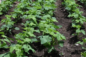 Green soybeans flowers and growth. Green soybeans are called Edamame in Japan and are popular as finger food for beer.
