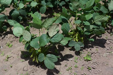 Green soybeans flowers and growth. Green soybeans are called Edamame in Japan and are popular as finger food for beer.