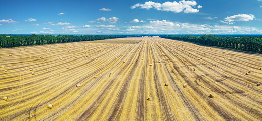 Aerial view of harvested wheat field and blue sky at the background. Haystacks lay upon the agricultural field. Photo is taken with drone.