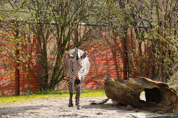 There is a beautiful zebra walking in the animal park.