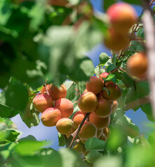 Ripe apricots on the orchard tree in the garden.