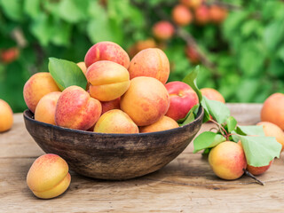 Ripe apricots in the wooden bowl on the table.
