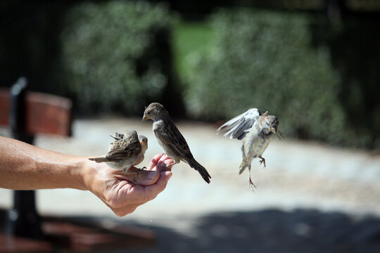 p&aacute;jaros gorriones congelados en pleno vuelo pos&aacute;ndose en una mano para comer