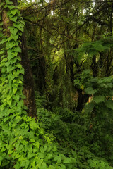 Naklejka na ściany i meble lush green forest