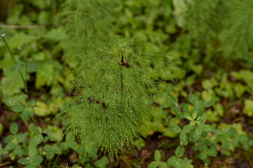 Bokeh effect of drops of water on grass in a forest