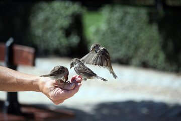 pájaros gorriones congelados en pleno vuelo posándose en una mano para comer - obrazy, fototapety, plakaty