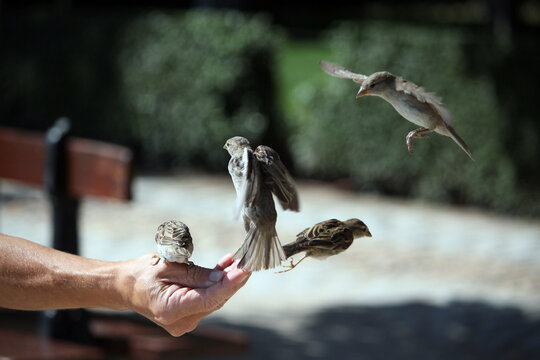 p&aacute;jaros gorriones congelados en pleno vuelo pos&aacute;ndose en una mano para comer