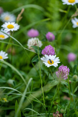 insect in a flower meadow
