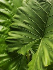 green leaf texture