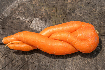 Organic carrots of unusual shape. A fused fruit. Humor in nature.