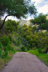 Fototapeta na wymiar Hiking the Franklin trail in Carpinteria California