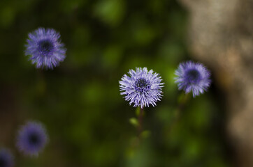 four blue and purple flowers similar to the explosion of a firework