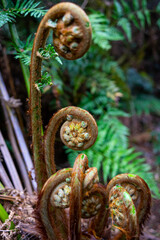 fern in the Tasmanian forest