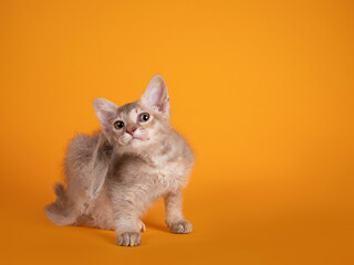 Cute LaPerm cat kitten, sitting and scratching behind ears. Looking towards camera. Isolated on...