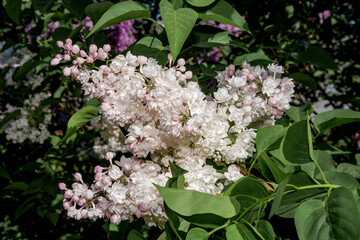 Common Lilac (Syringa vulgaris) in park, Central Russia