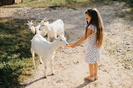 Girl with long hair feeding goats.