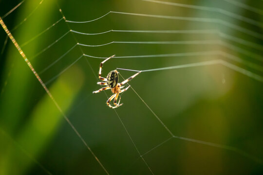 Spider in process of making web for their living. 