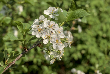 Duke Cherry (Prunus avium x Prunus cerasus) in orchard, Moscow region, Russia