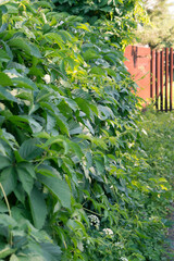 Green hedge made of live plants