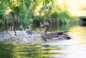 Duck with ducklings on the pond