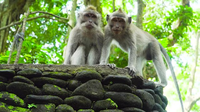 Monkey macaque in the rainforest. Monkeys in the natural environment. Bali, Indonesia. Long-tailed macaques, Macaca fascicularis