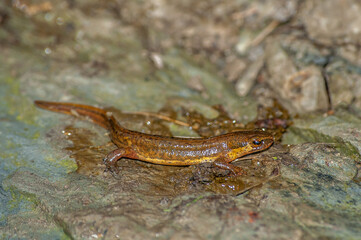 Palmate newt outside water