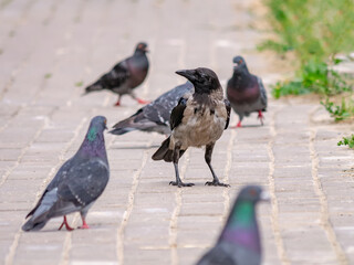 A curious Hooded crow aka Corvus cornix aka Grey crow surrounded by pigeons looks with interest at the camera. Urban birds on the tiled sidewalk. Selected focus