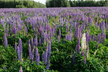sunset on a field covered with flowering lupines in spring or at the beginning of the summer season. Field of lupins. Colorful purple and white lupines. Beautiful sunset. Lupin is in full bloom. A bun