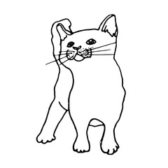 Hand drawn doodle little cat.