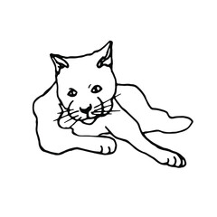 The cat lies hand drawn doodle.Pet.Line art.