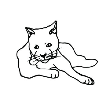 The cat lies hand drawn doodle.Pet.Line art.